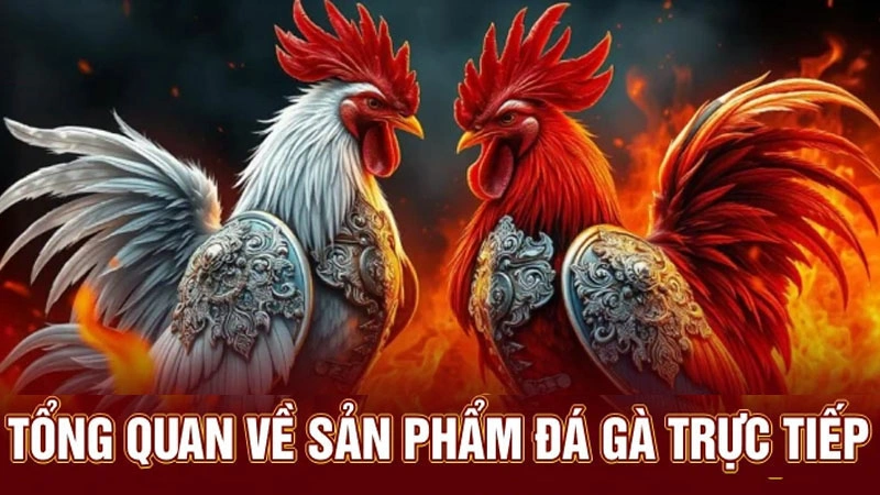 Tìm hiểu tổng quan về sản phẩm đá gà 888b trực tiếp