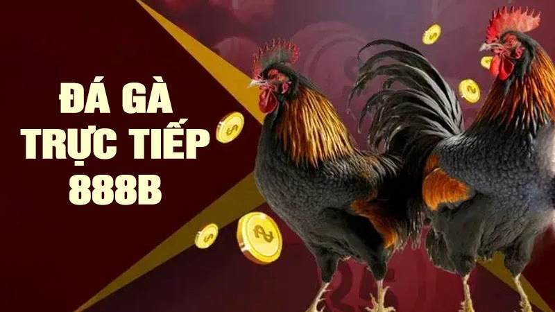 Đá Gà trực tiếp 888B - Xem Bản Live “Cực Nét” Tại 888B