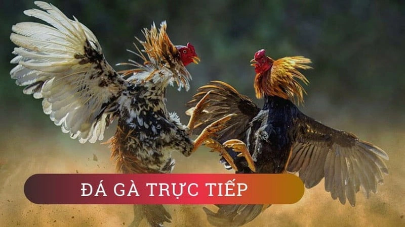 Đá gà trực tiếp 888B chỉ áp dụng cho hình thức cựa sắt